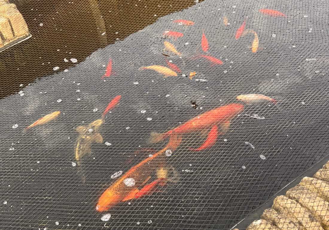 buy koi in surrey