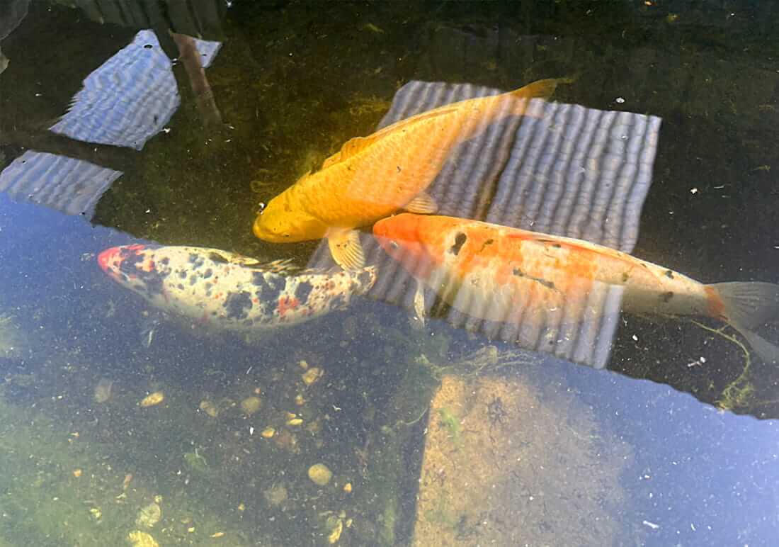 buy koi in swansea
