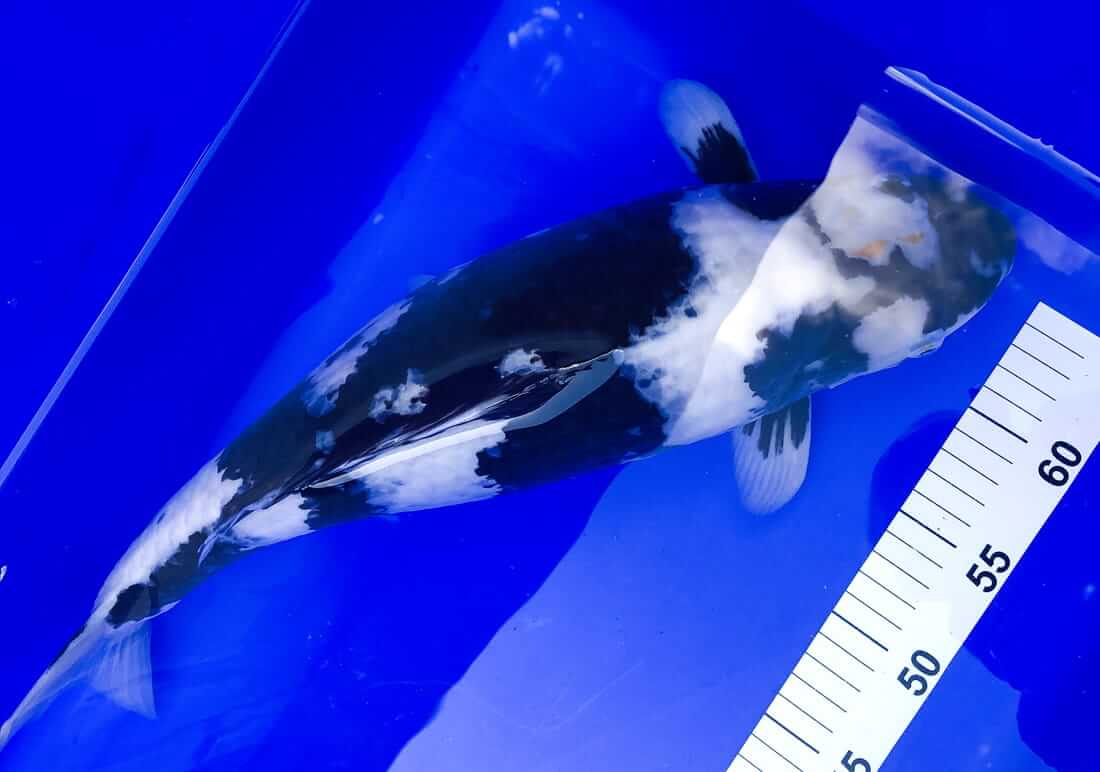 shiro utsuri for sale leicester