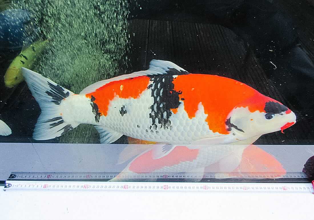 showa koi for sale west sussex