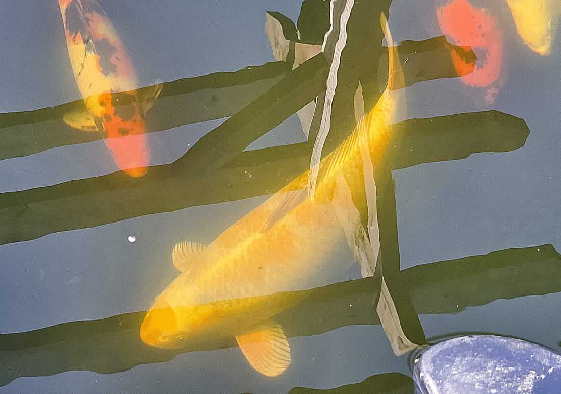 koi for sale in leicestershire