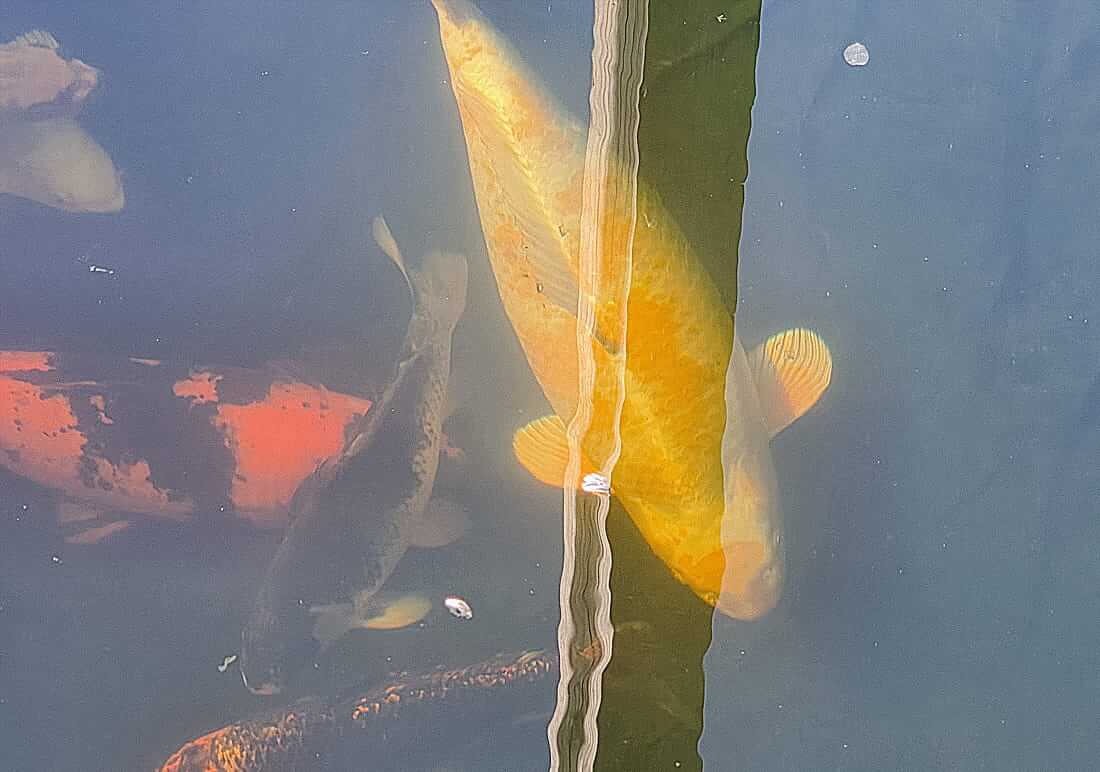 koi for sale in leicestershire