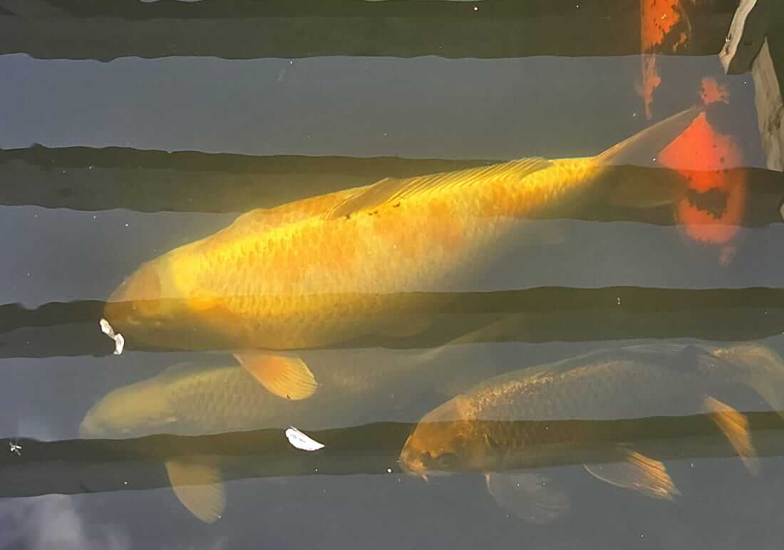 koi for sale in leicestershire