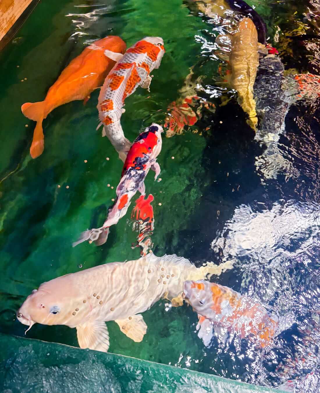 koi for sale in bristol