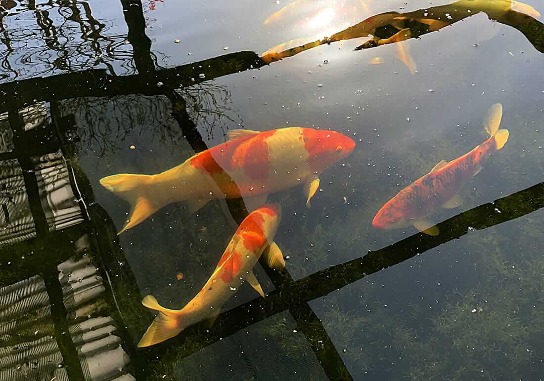koi for sale hertfordshire