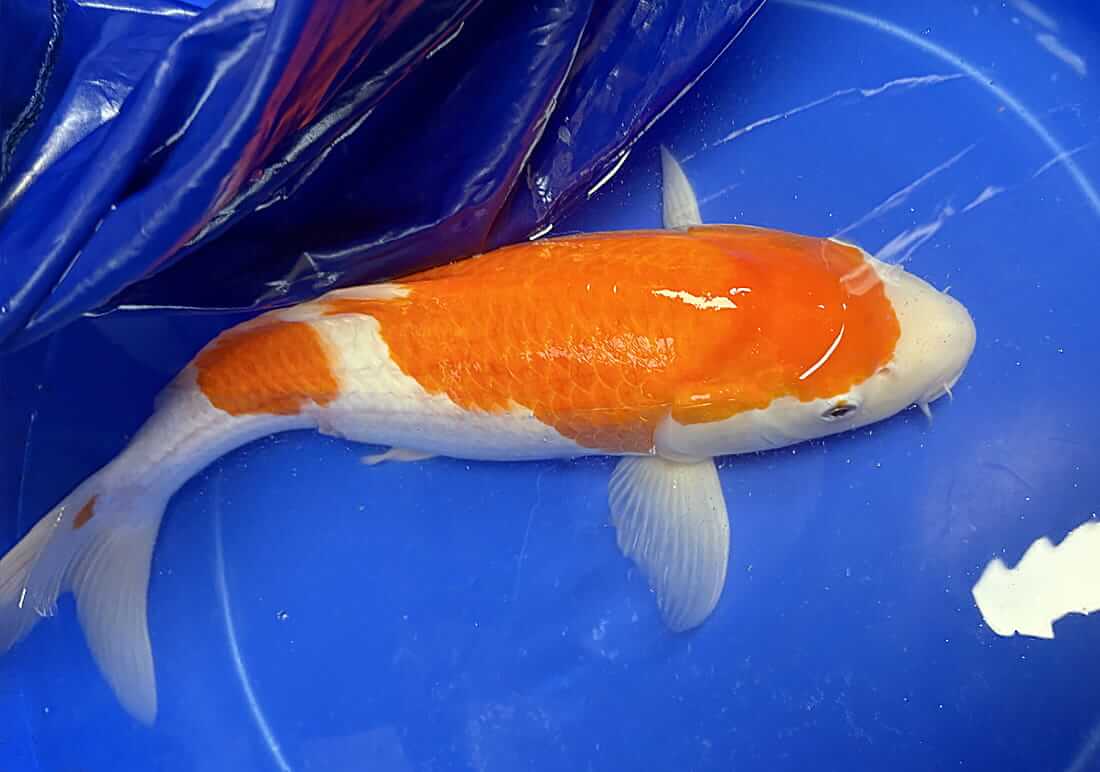 koi for sale in bristol