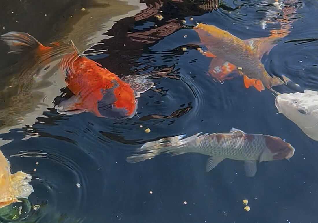 buy koi in buckinghamshire