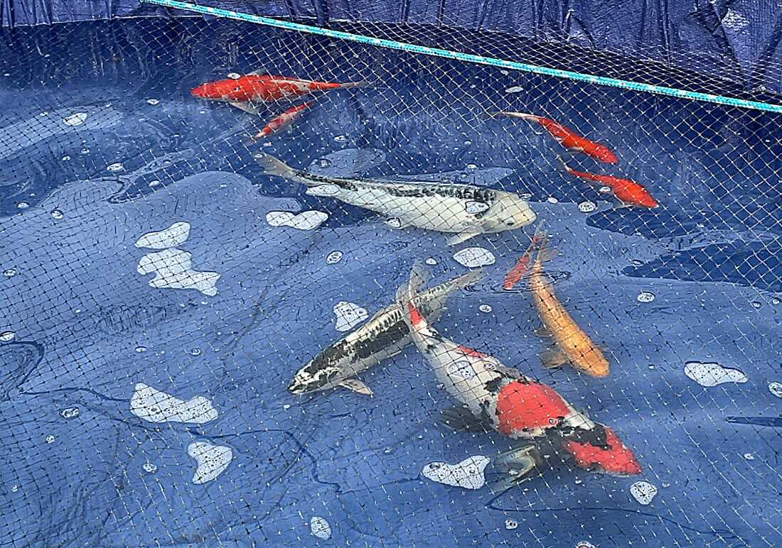 koi for sale in greater manchester
