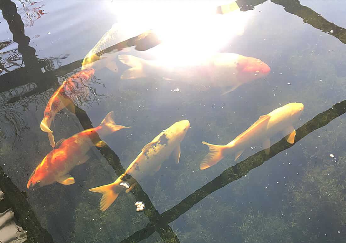 koi for sale hertfordshire