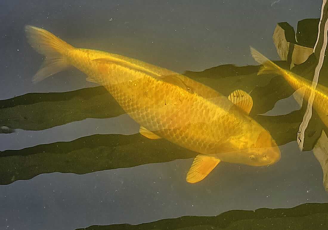 koi for sale in leicestershire