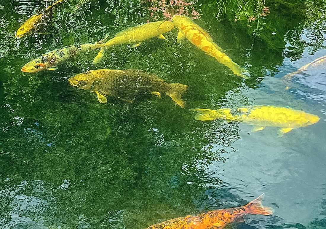 koi for sale kent