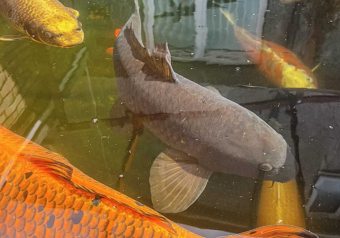 koi carp for sale