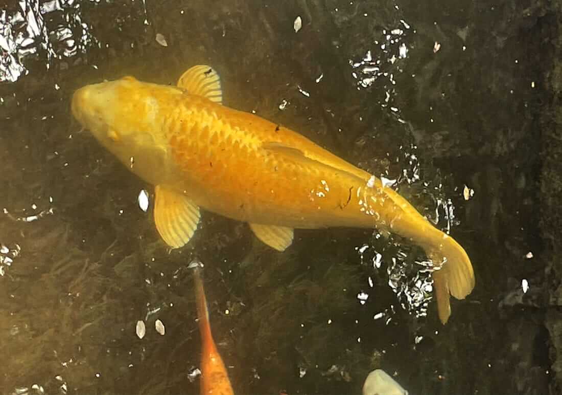 koi for sale west midlands