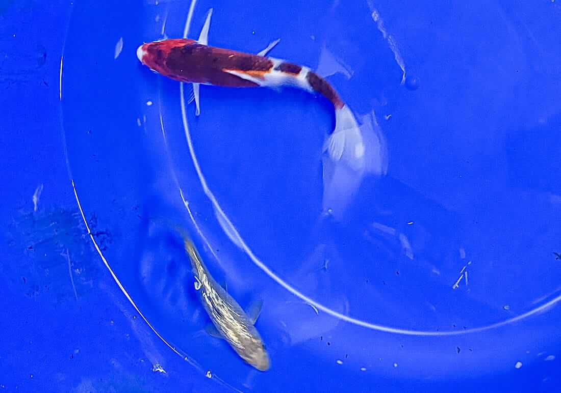 koi for sale in bristol