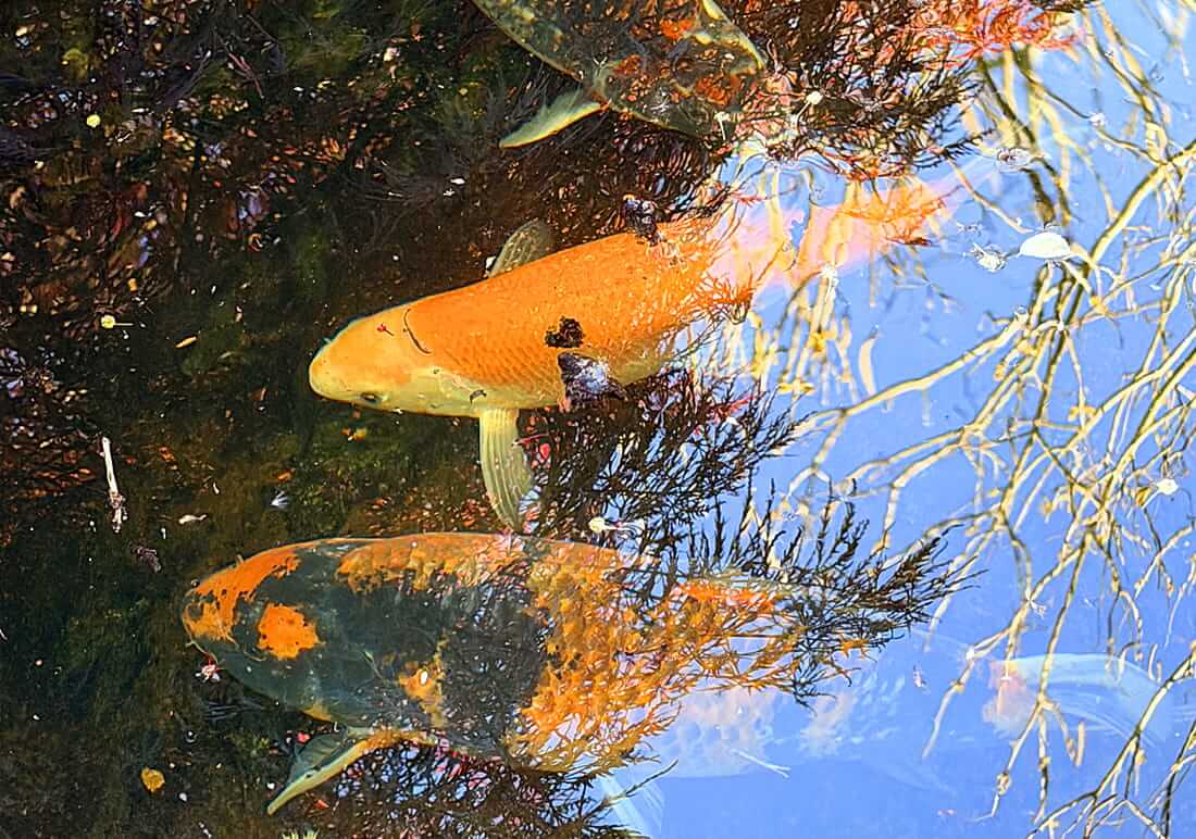 mixed koi for sale buckinghamshire koi for sale buckinghamshire