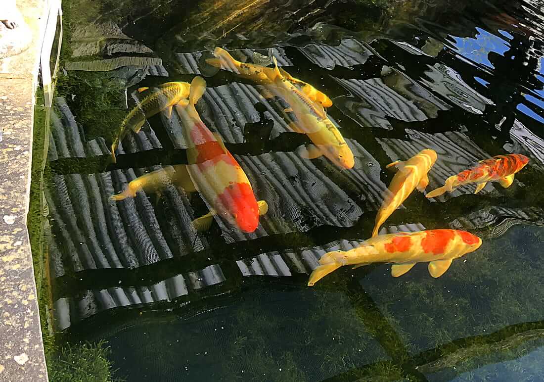 koi for sale hertfordshire