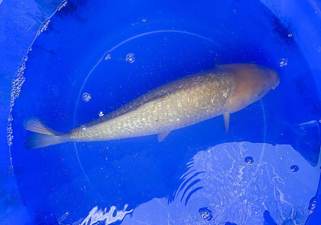 koi for sale in bristol