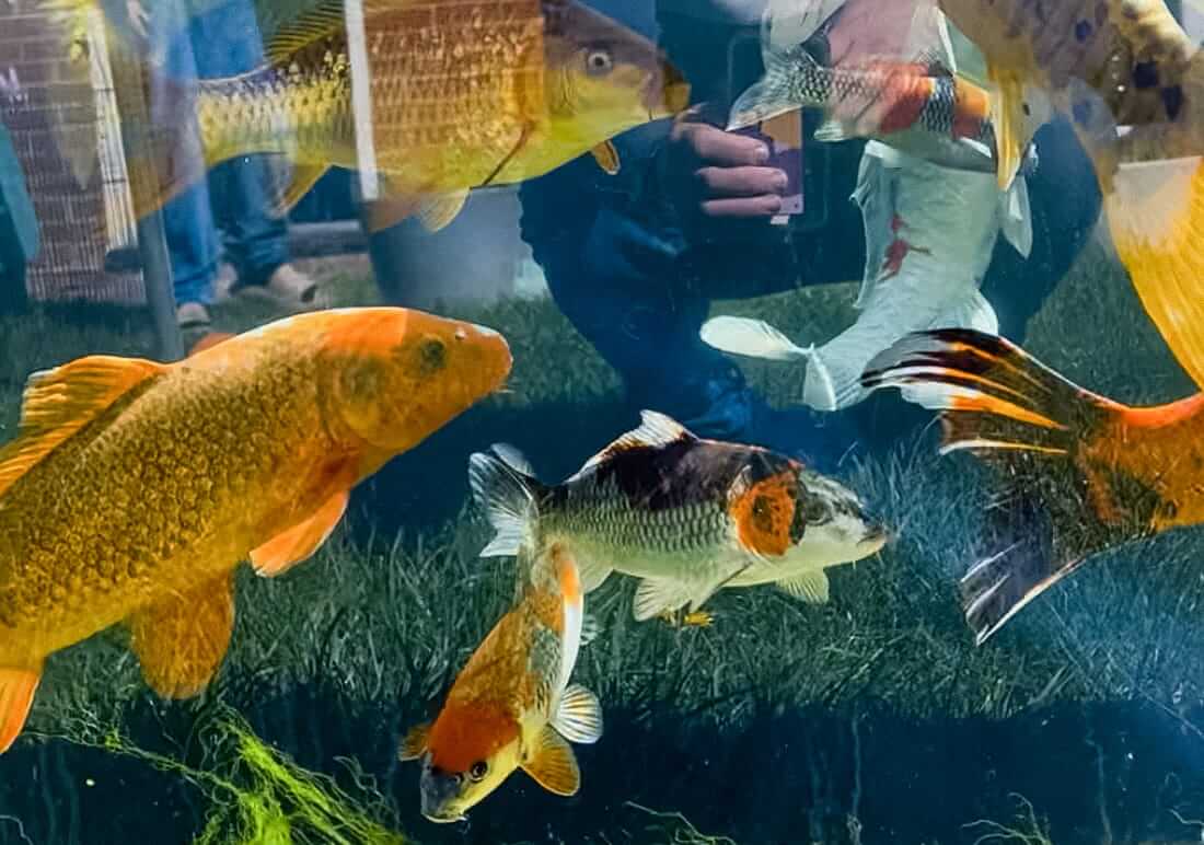 buy koi in buckinghamshire