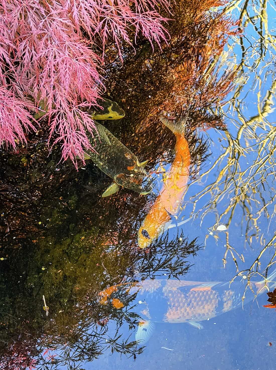 mixed koi for sale in buckinghamshire koi for sale buckinghamshire