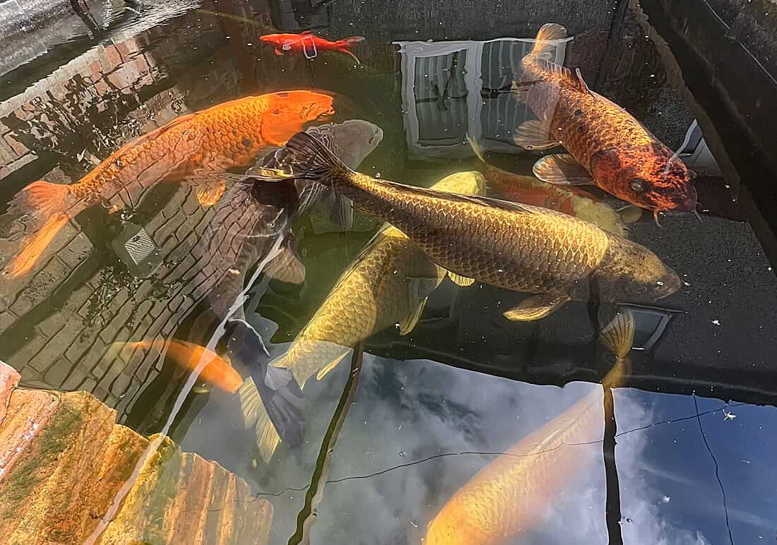 koi carp for sale