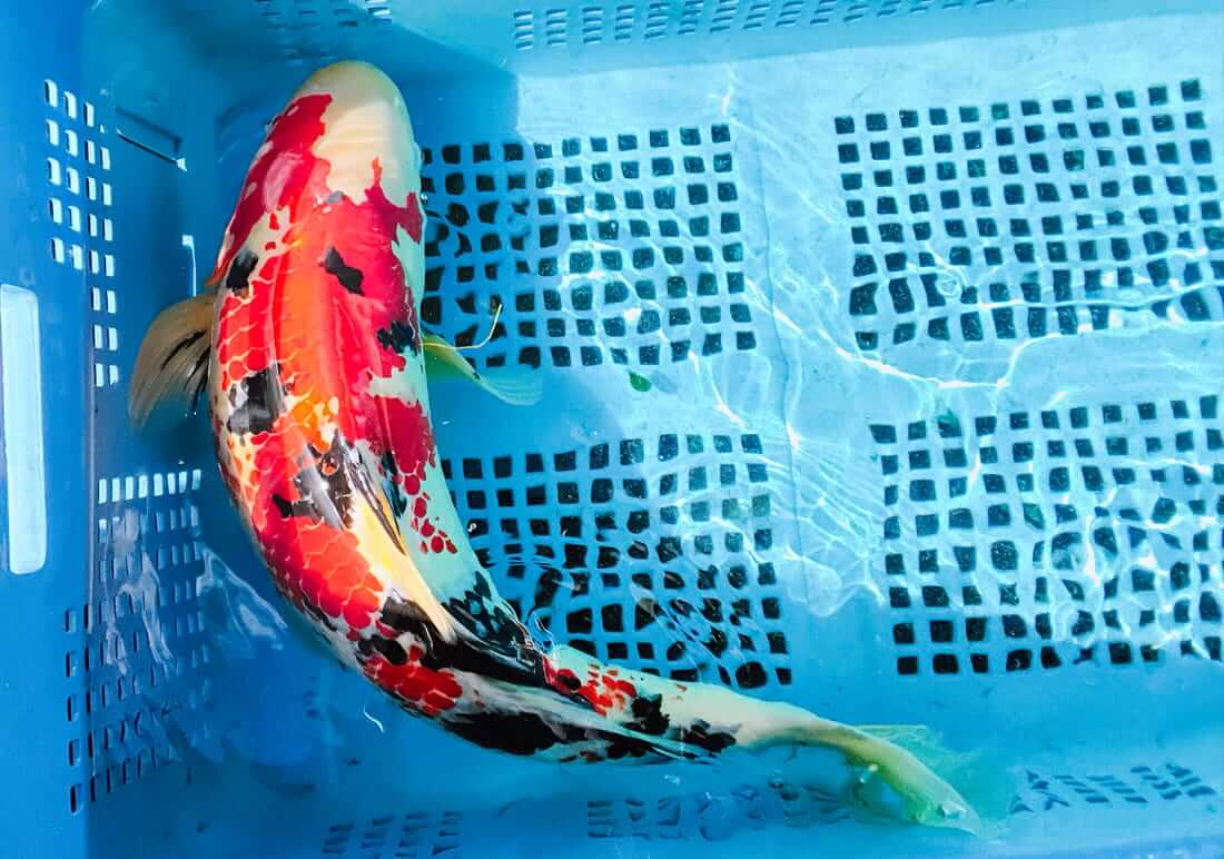 buy koi in south gloucestershire
