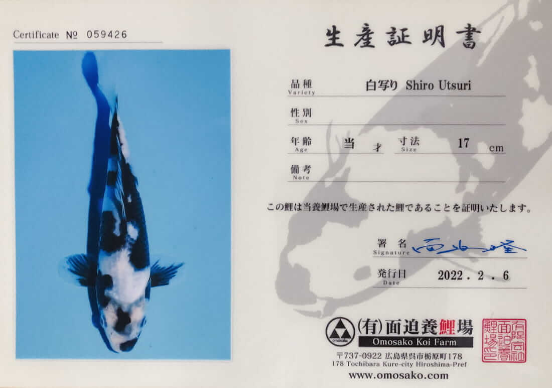 shiro utsuri for sale leicester