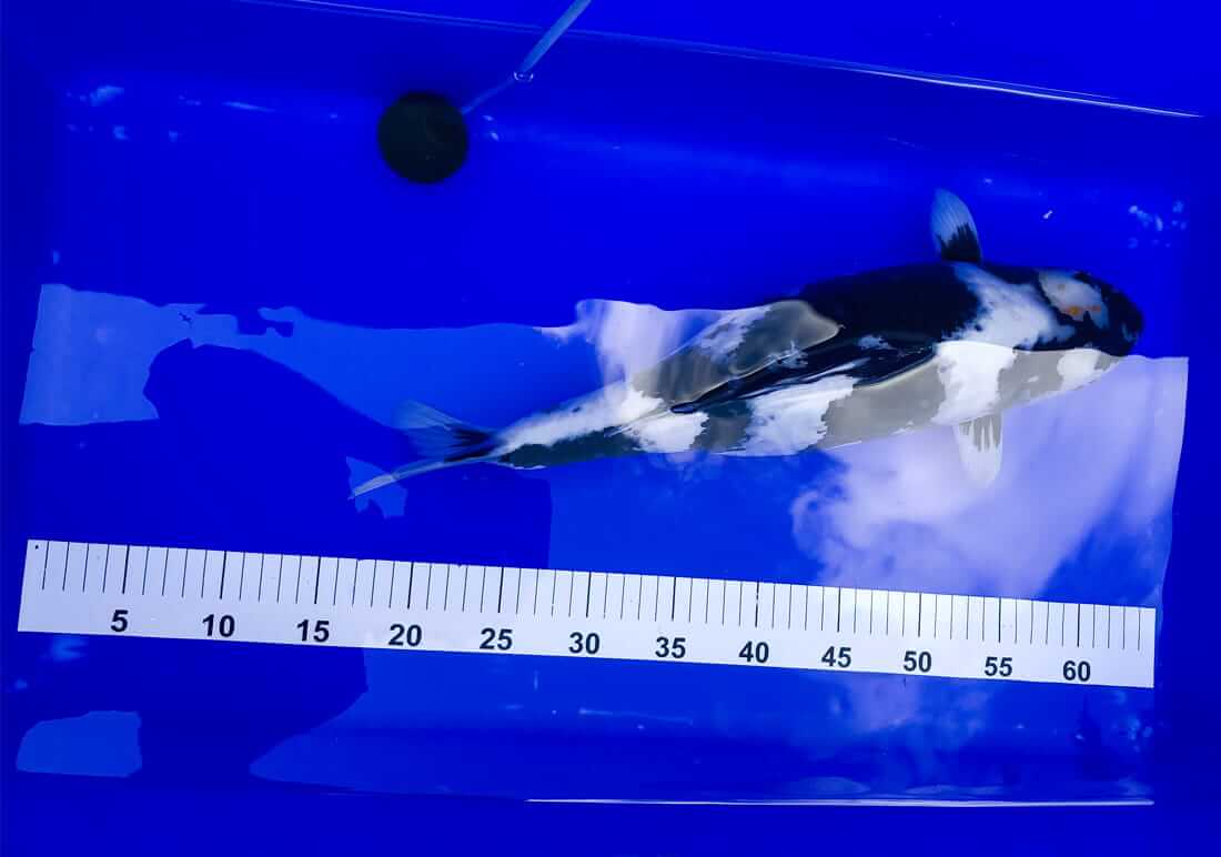 shiro utsuri for sale leicester