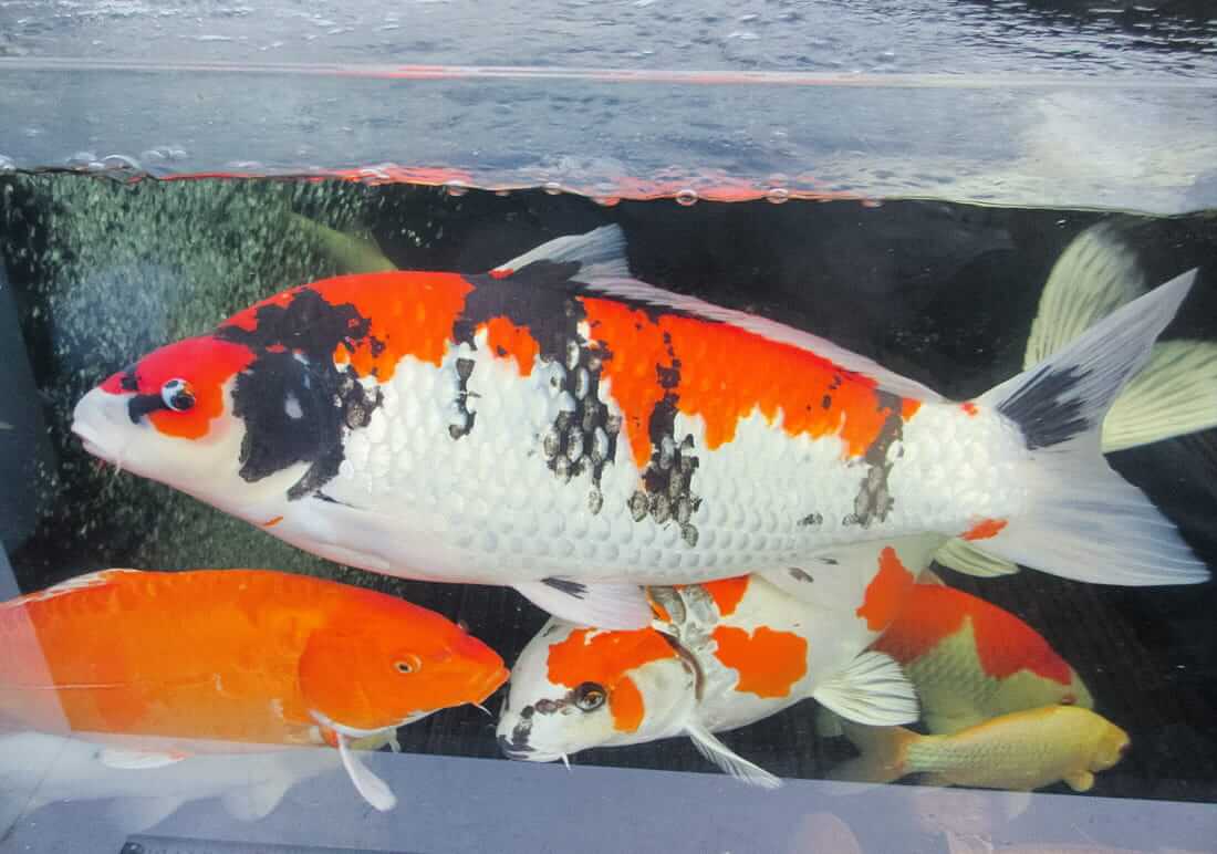 showa koi for sale west sussex