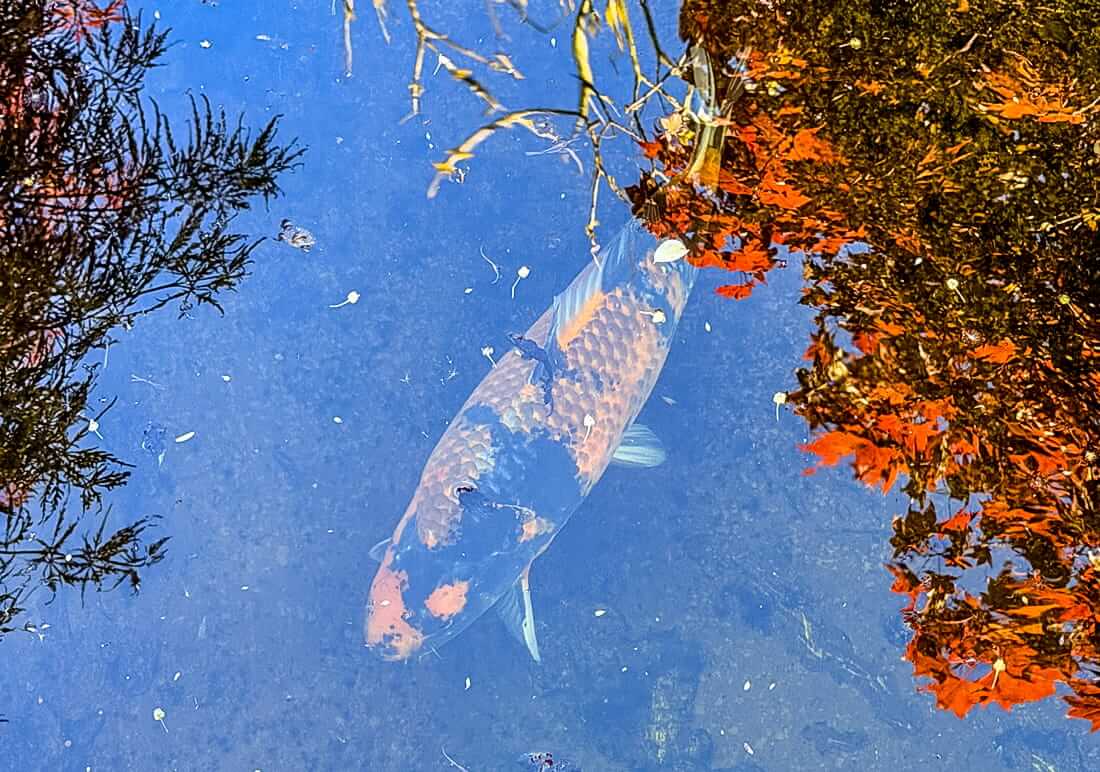 variety of koi for sale buckinghamshire koi for sale buckinghamshire