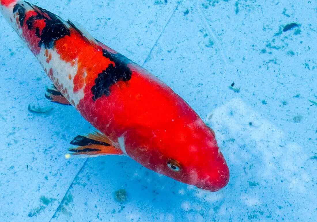 koi for sale berkshire