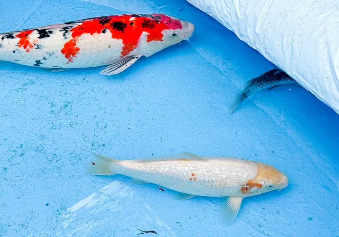 koi for sale berkshire