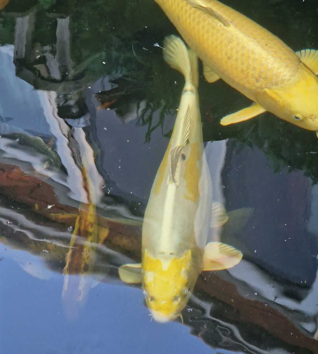 beautiful variety of koi for sale in kent various koi for sale in kent