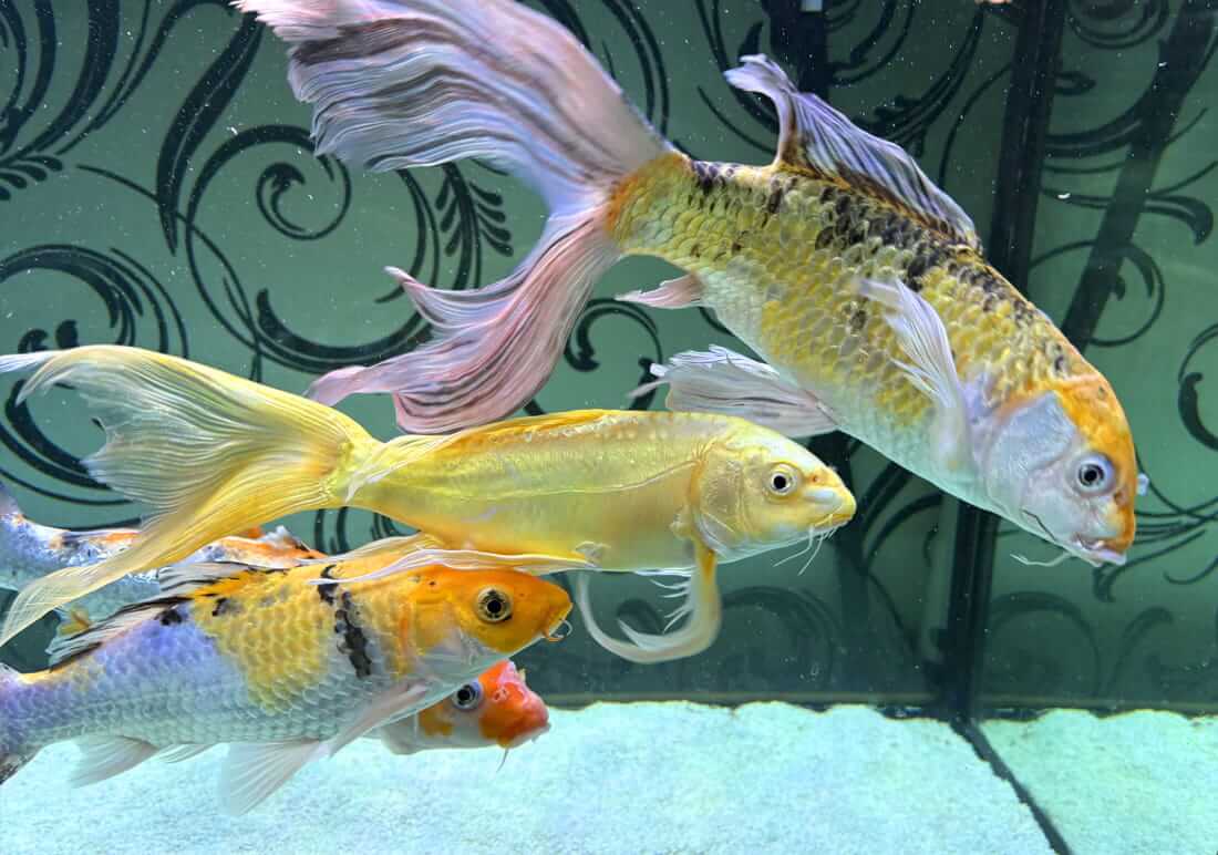 butterfly koi for sale in lancashire butterfly koi