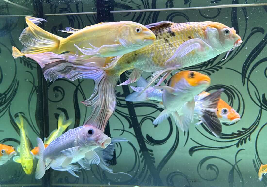 butterfly koi for sale lancashire butterfly koi