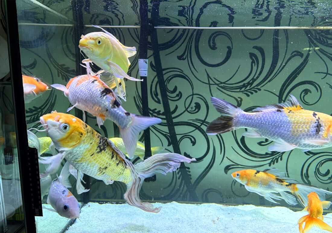 butterfly koi lancashire butterfly koi