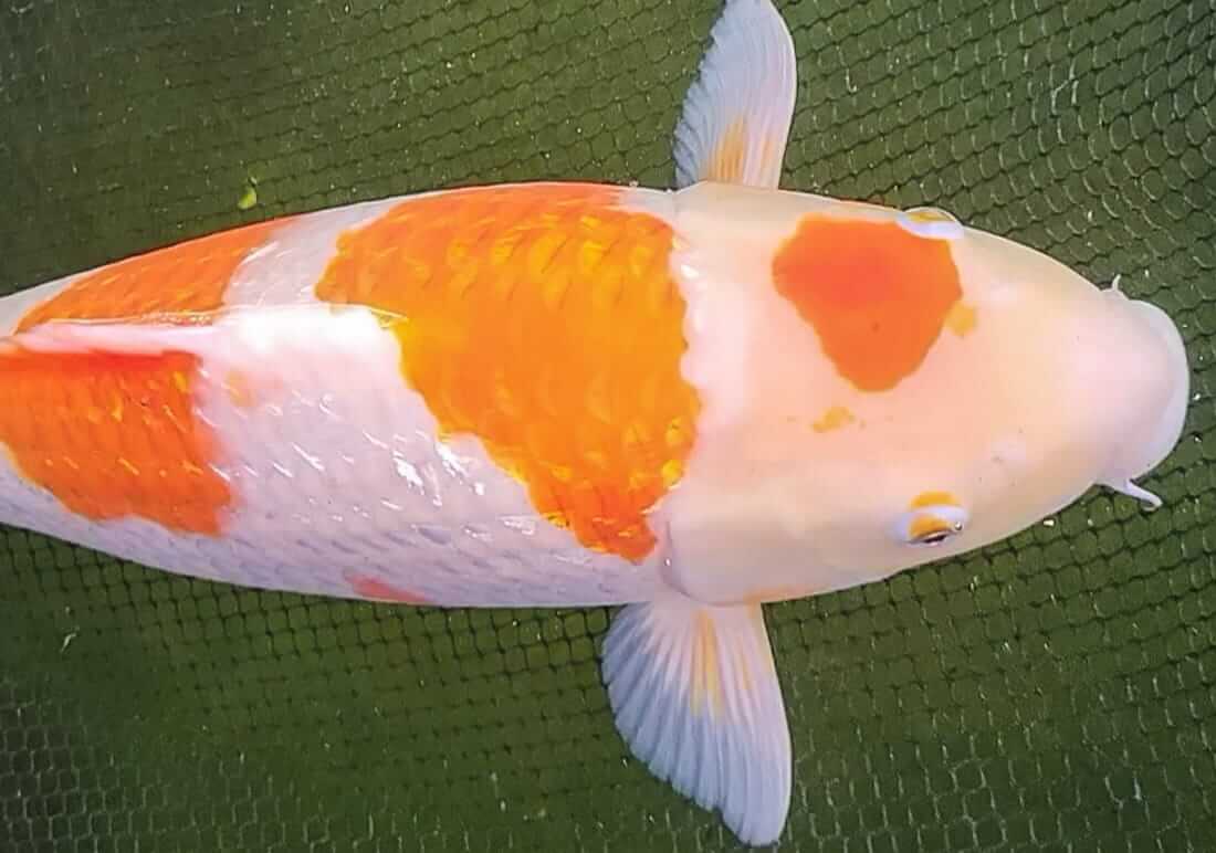 ginrin kohaku for sale lancashire