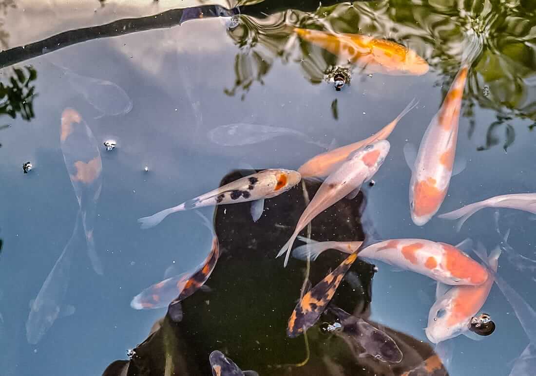 juvenile koi for sale in kent