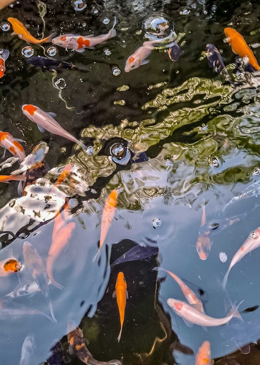 juvenile koi for sale in kent