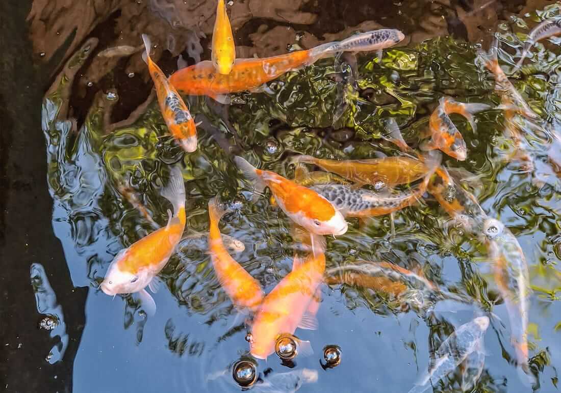 juvenile koi kent