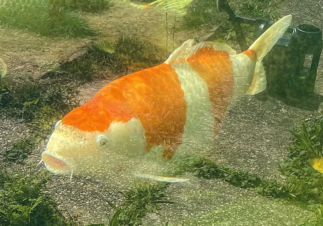 kohaku for sale