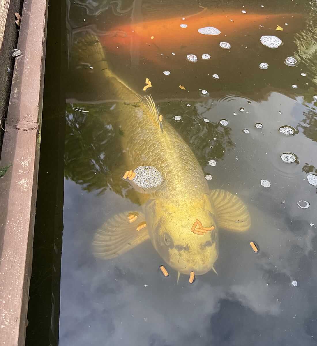 koi for sale in befordshire