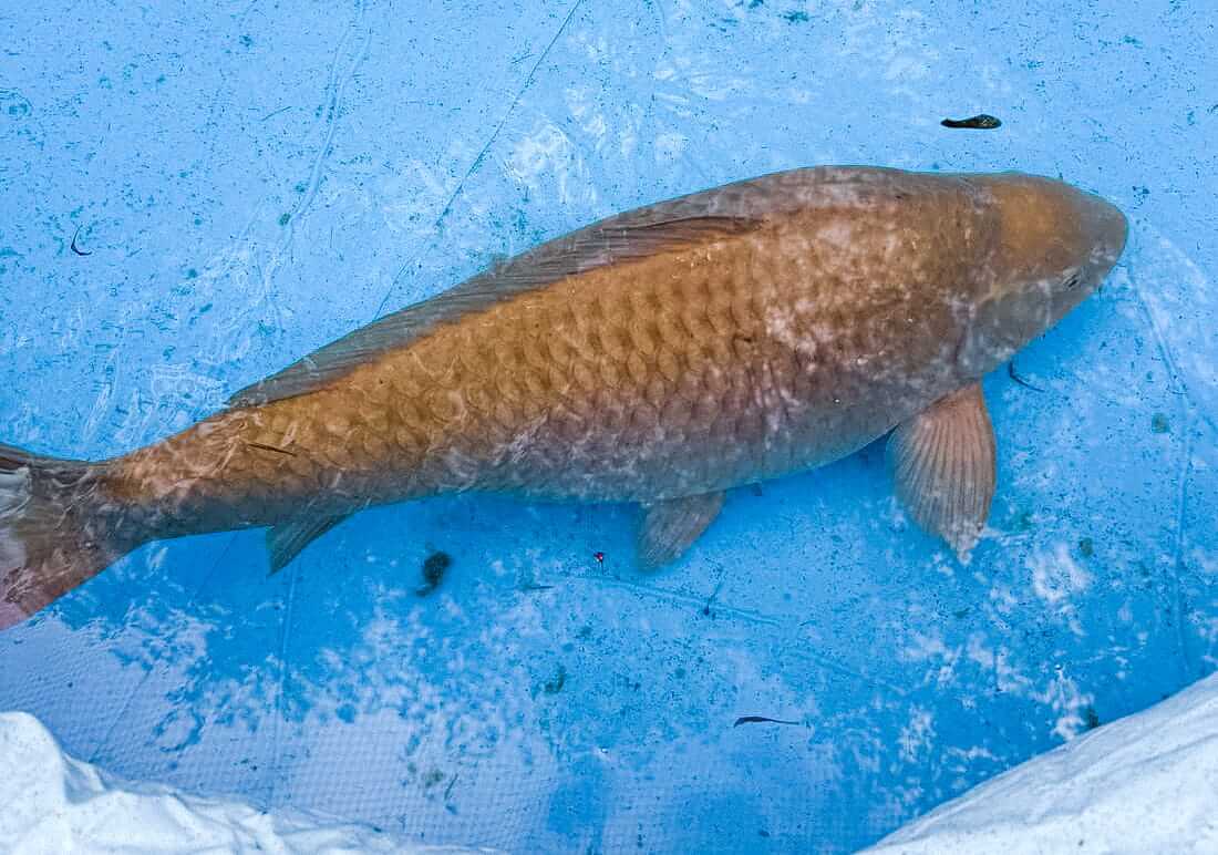 koi for sale berkshire