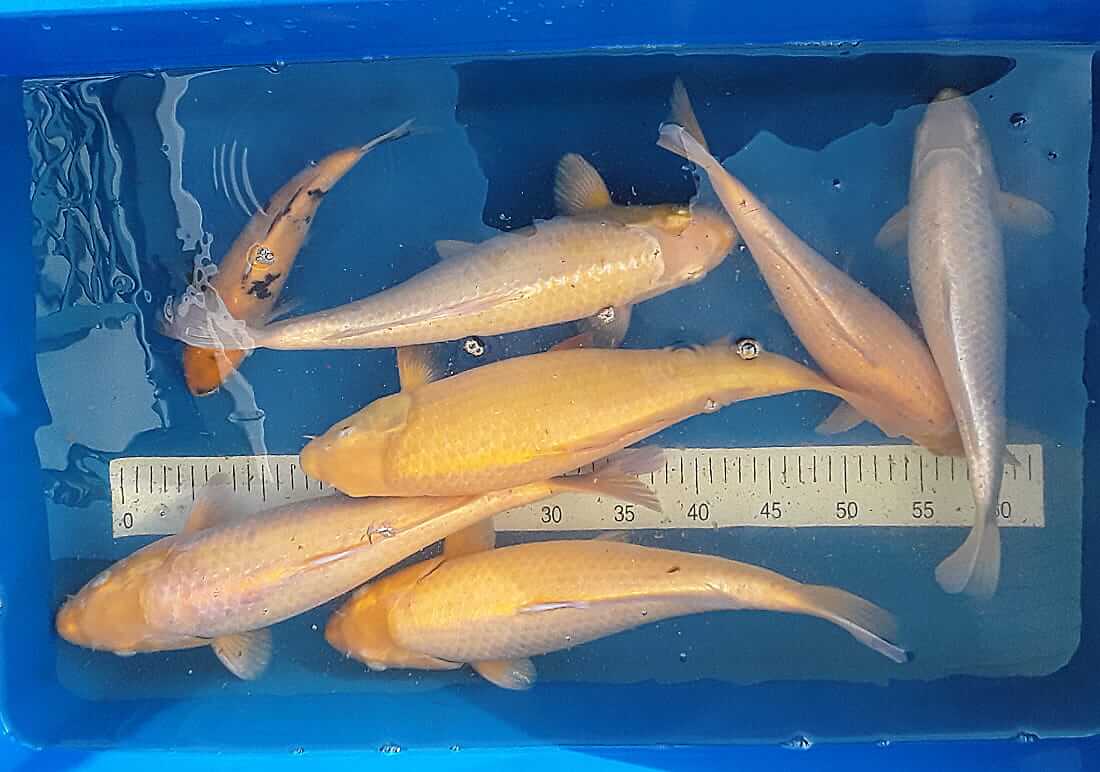 koi for sale in deeside