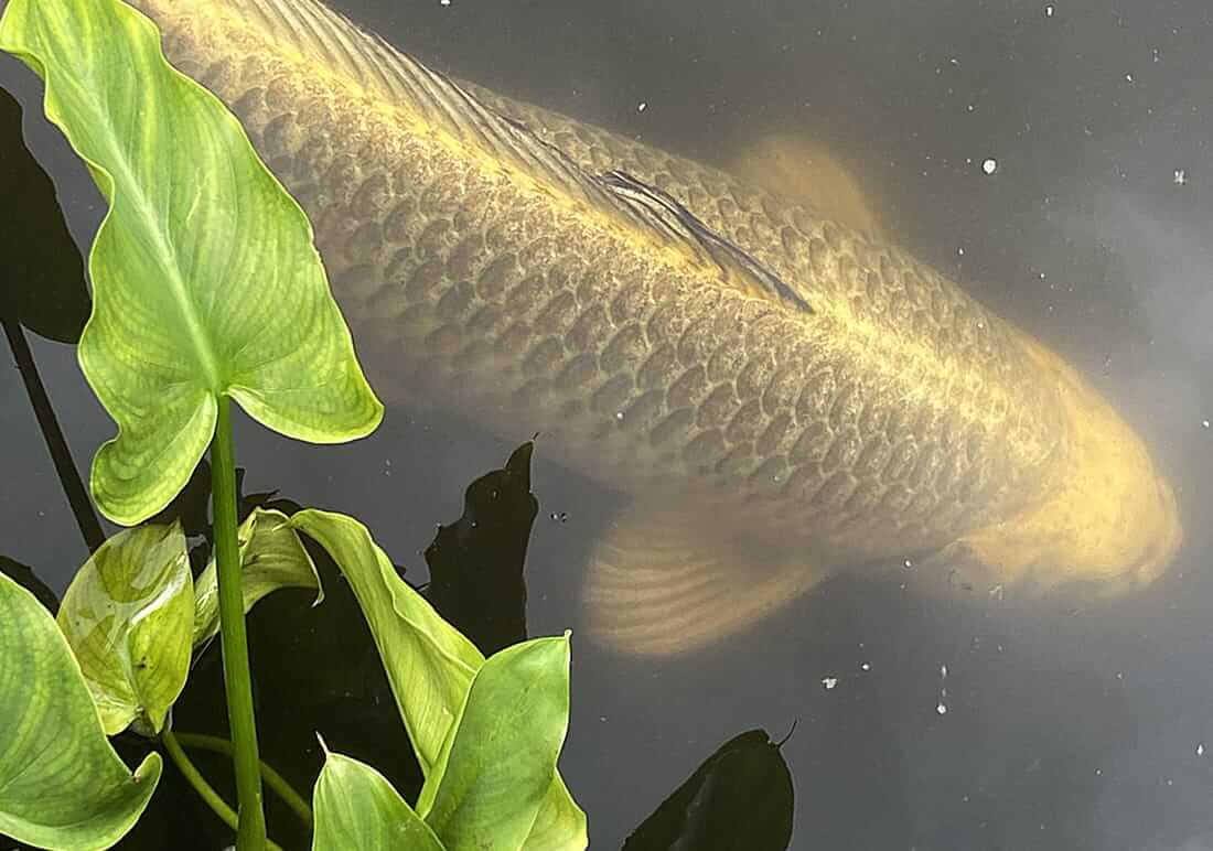koi for sale in befordshire