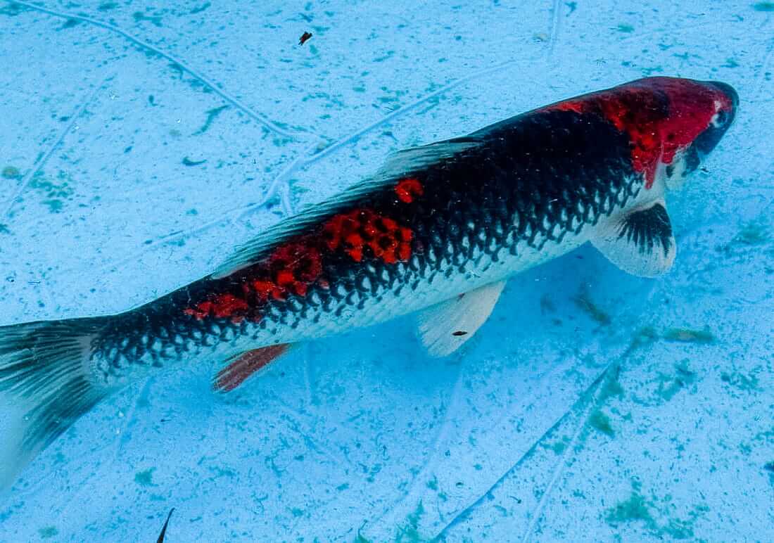 koi for sale berkshire