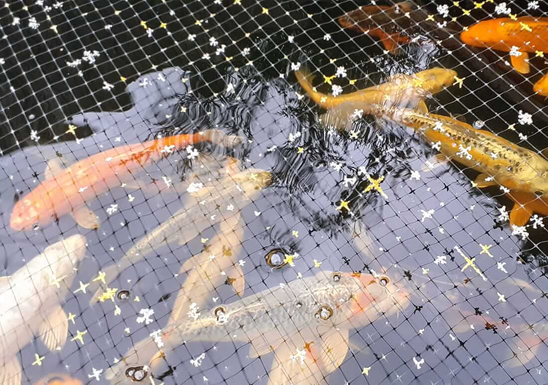 koi for sale in chester