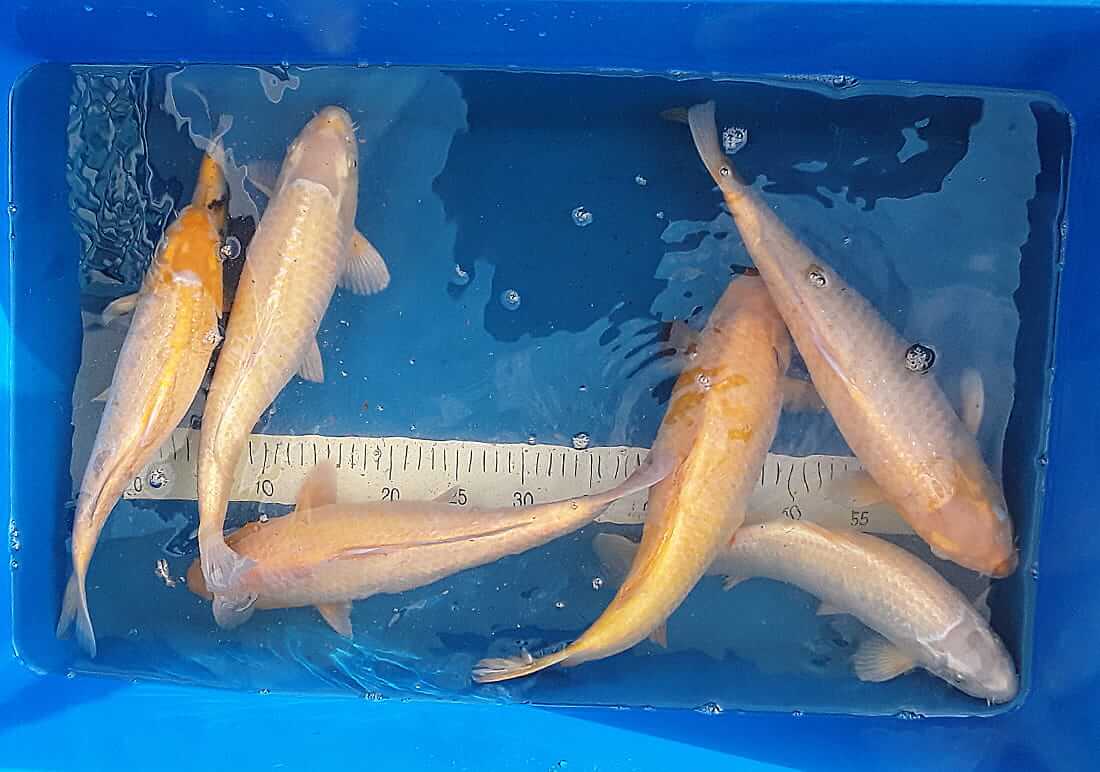 koi for sale in deeside