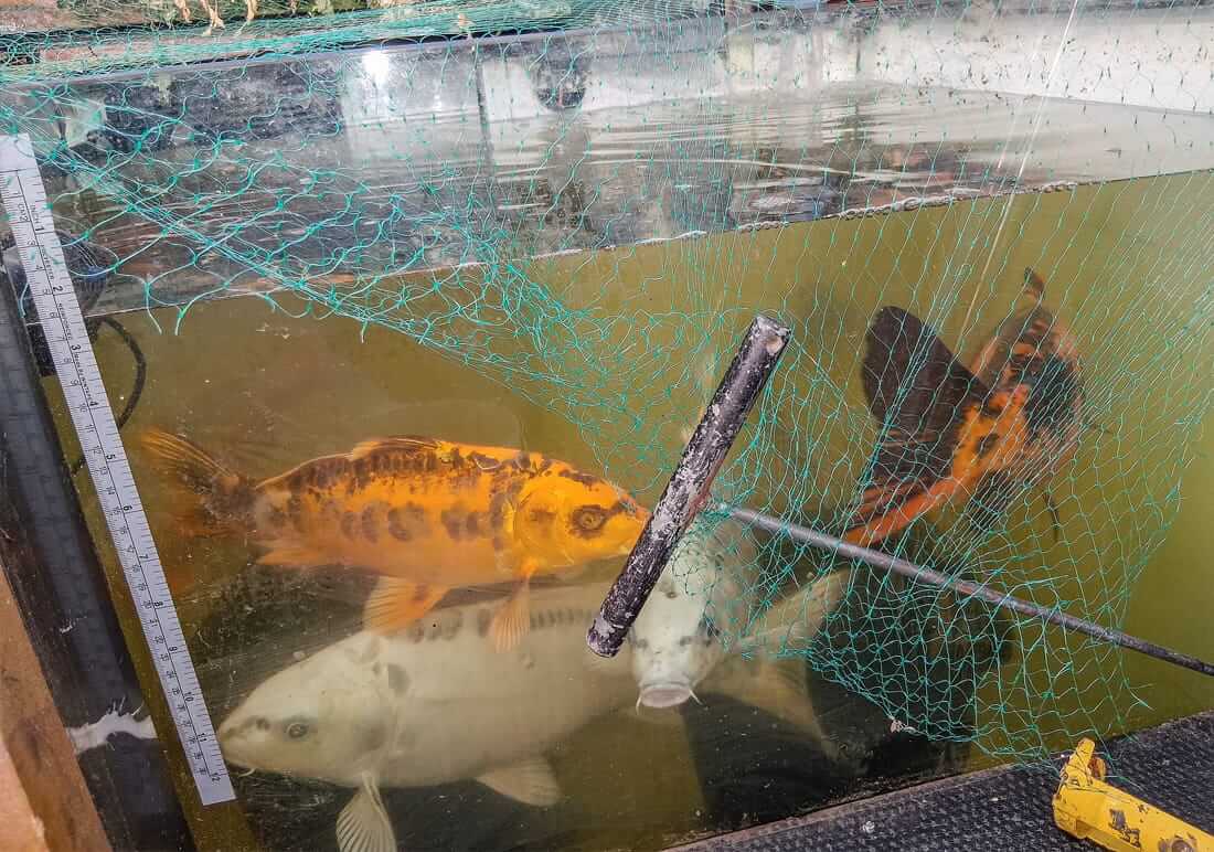 koi for sale in mansfield