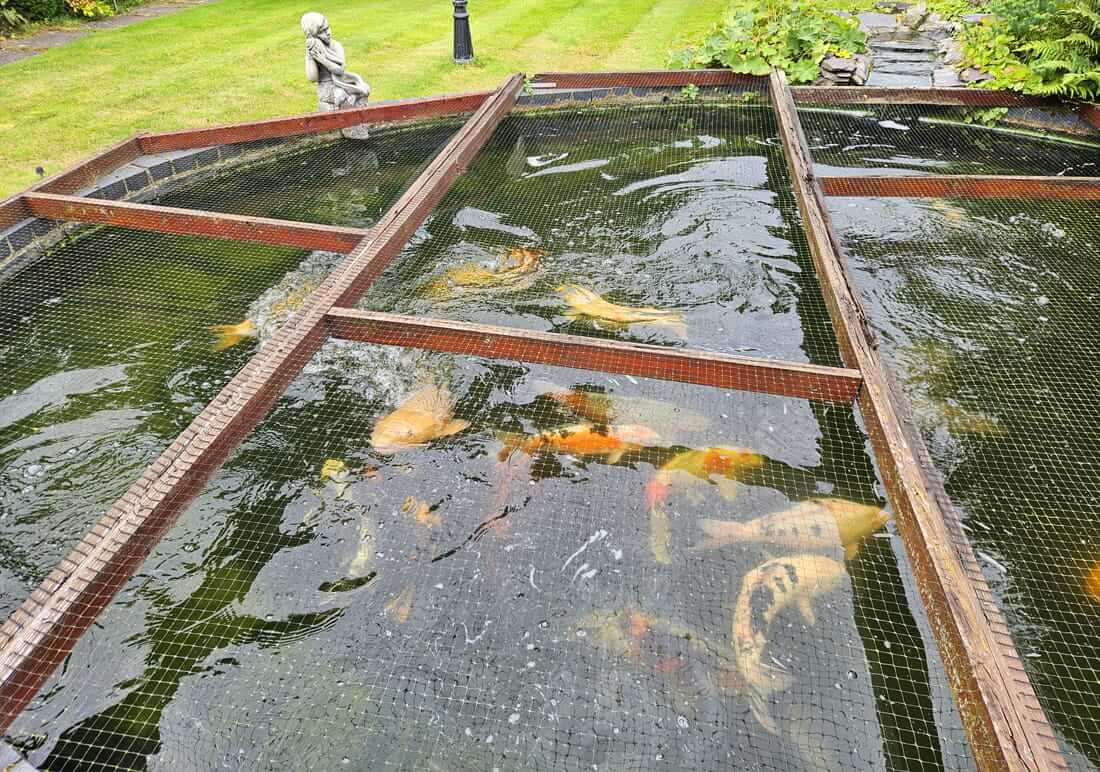 koi for sale in norfolk