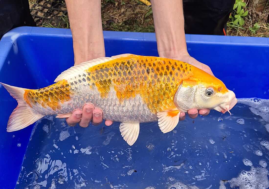koi carp for sale nottinghamshire